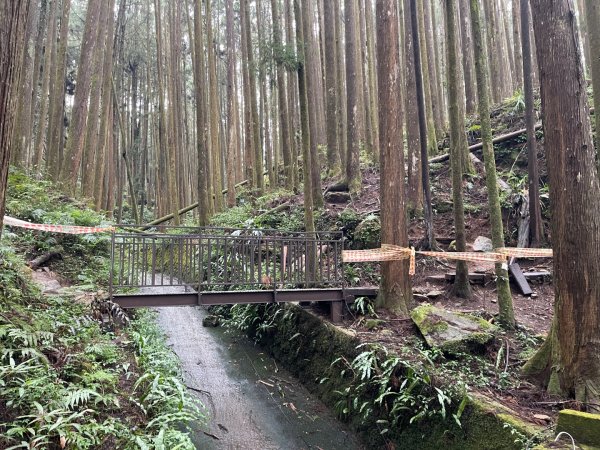 1150404-5水山巨木步道。二萬坪樹抱石3035665