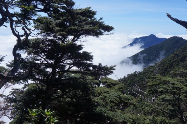 無與倫比的臺灣鐵杉與雲海～北大武山1125134