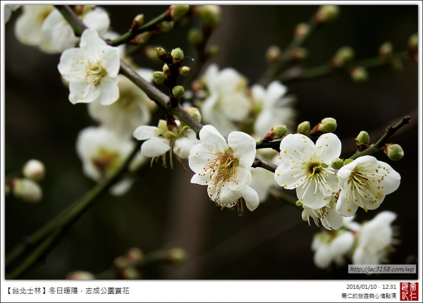 【台北士林】冬日暖陽．志成公園賞花封面