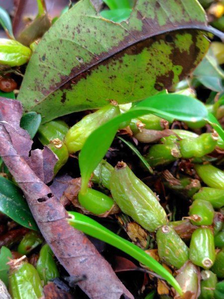 矢場谷山連走勃子山2804966