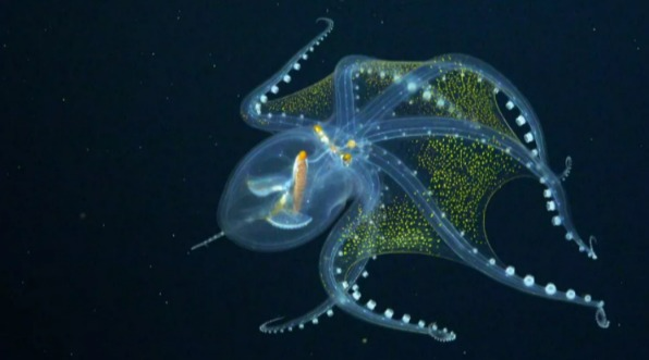 【動物】影／太平洋首度直擊 海底機器人捕捉到罕見「玻璃章魚」身影