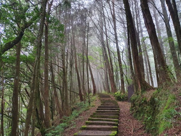 對高岳步道1053512