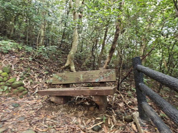 [皮皮獅動物派對-03/10] 2026_0822 石光古道(老虎山步道)3120799