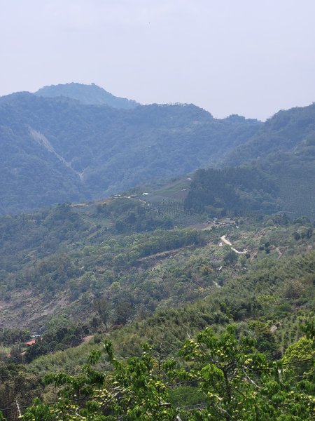 2026.03.30 茶園、梅園、視野都極美的玉打山觀景臺3073623