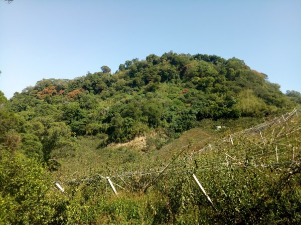 后里鳳凰山、觀音山步道+毘盧禪寺步道1887782