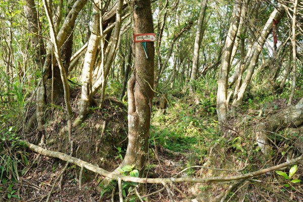 新北 新店 石碇後山、赤腳蘭山、暗寶劍山、鳥嘴尖2793484