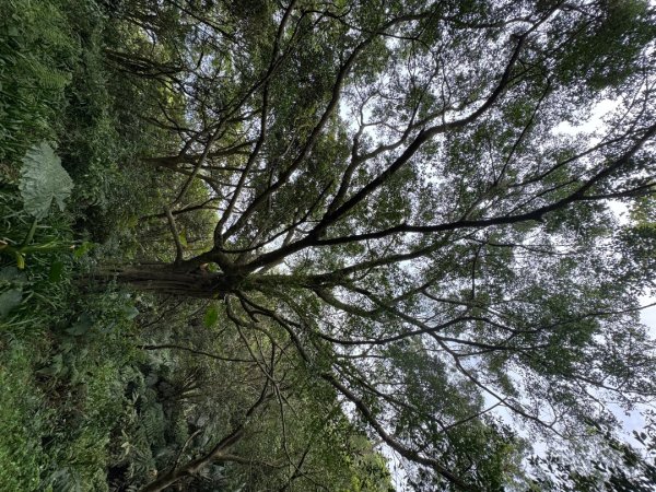 2025/04/13 小百岳第008「大崙頭山」2760263