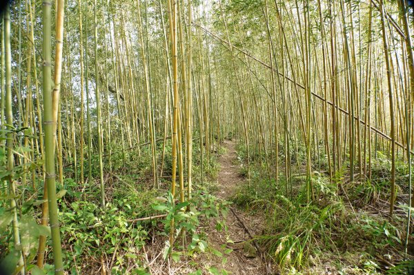 桃園 復興 牌子山、金平山2952206