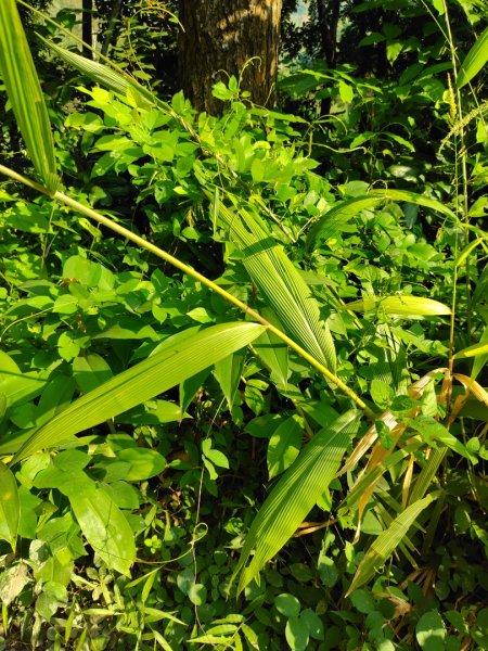 唐子恩山 廢棄油礦2919018