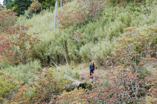 雪山主東峰｜巒大花楸之旅  2023/10/17-192372370