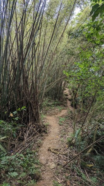 112.04.04王公坑山-烏塗窟山之開滿血藤花2120582