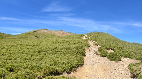 合歡山北峰 小溪營地 鷹角石 合歡北峰名樹2903416