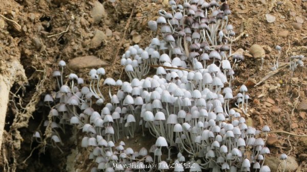 《彰化》稜線雙龍｜田中森林登山步道O型202506292824360