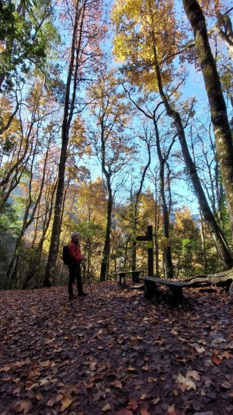 熱血一日霞喀羅賞楓之旅2784994