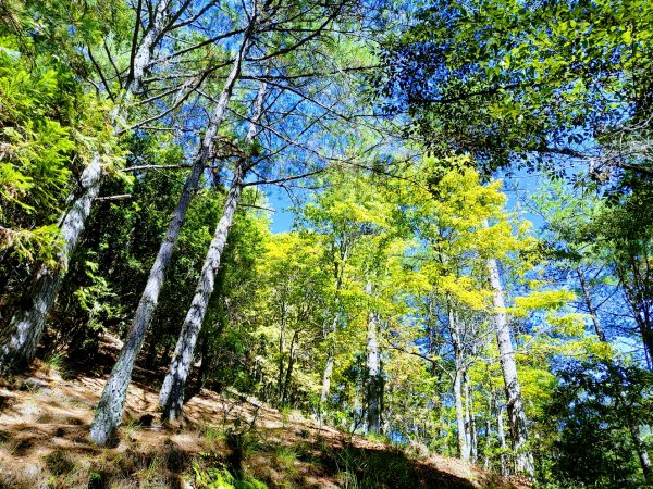 如童話般的森林步道-武陵桃山瀑布步道1190830