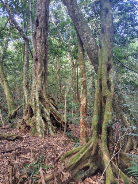 多納六秀 京大山2957594