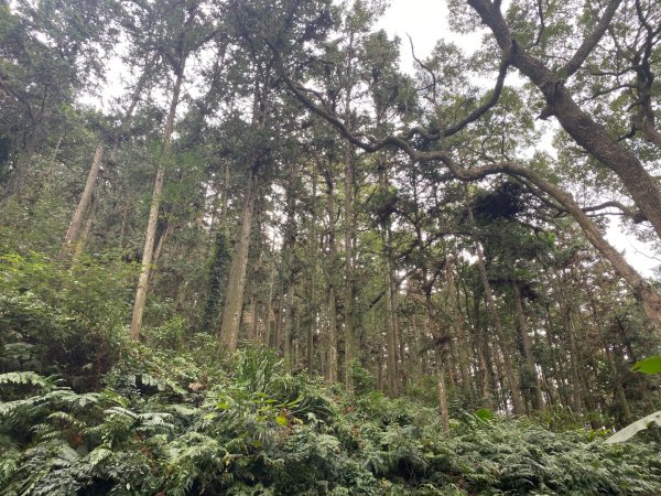 苗栗獅潭-鳴鳳古道2619027