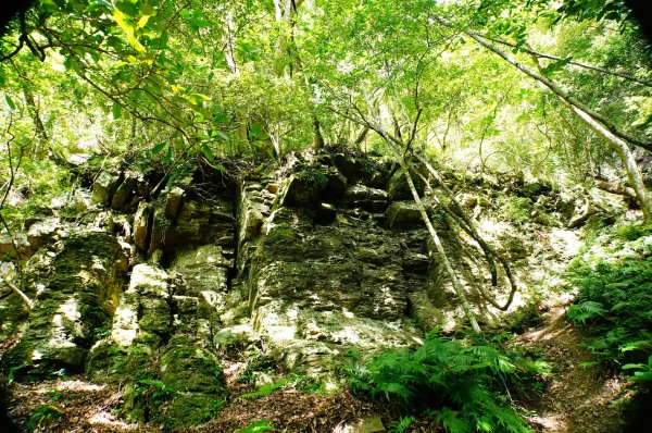 苗栗 泰安 虎山3118676