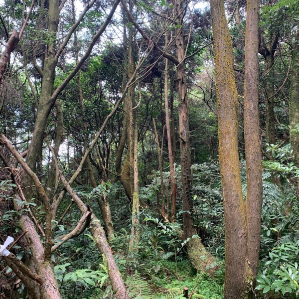 獅仔頭山/小百岳1453965