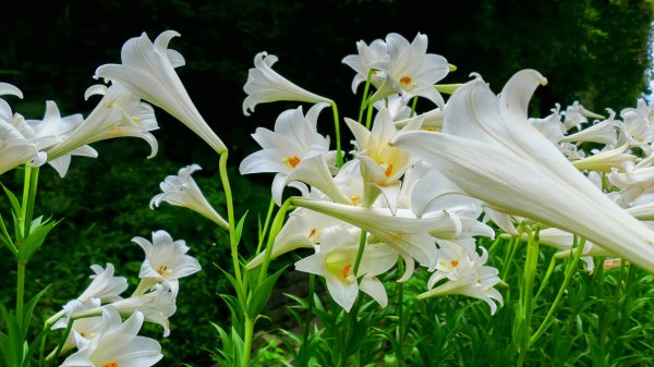 白石湖沒有百合花。晶片關稅2781542