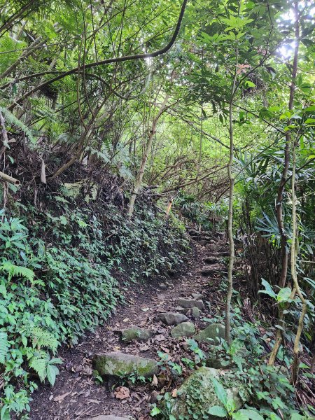 20230917 觀音山（盤絲-鷹仔尖-潮音洞-東明山-占山-北橫古道-駱駝-硬漢嶺）2284849