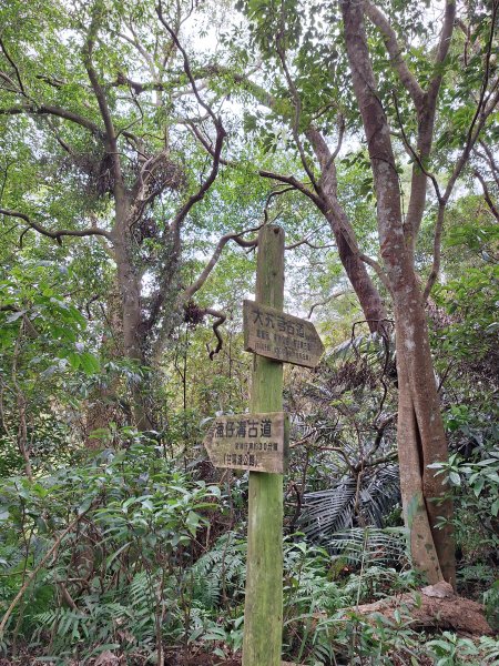 頭寮山+總督府步道+舊百吉隧道O型202412102667890