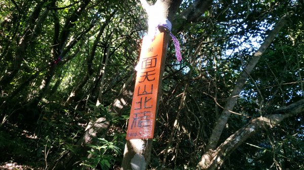 【新北市/淡水區/水源里/面天山北稜】面天山北稜重啟.全段增繩修徑完成2382400