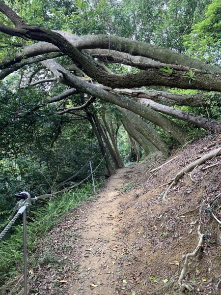 20260412鳶山東峰、長春嶺、鳶山（福德坑山）三角點、鳶山彩壁、鳶山岩、光復紀念鐘3045601