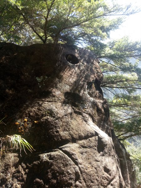 內鳥嘴山山毛櫸+北得拉曼神木1883591