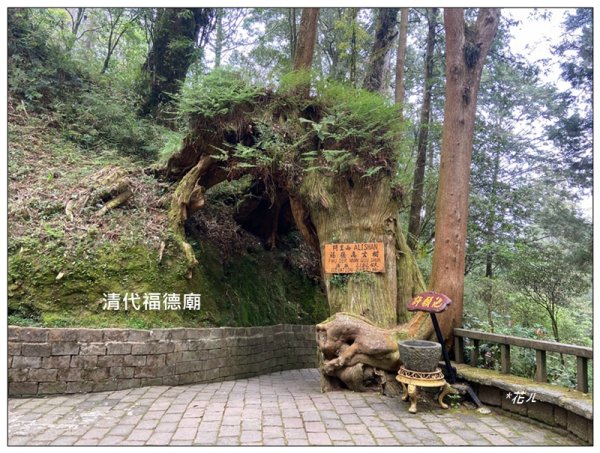 阿里山神木群棧道2771630