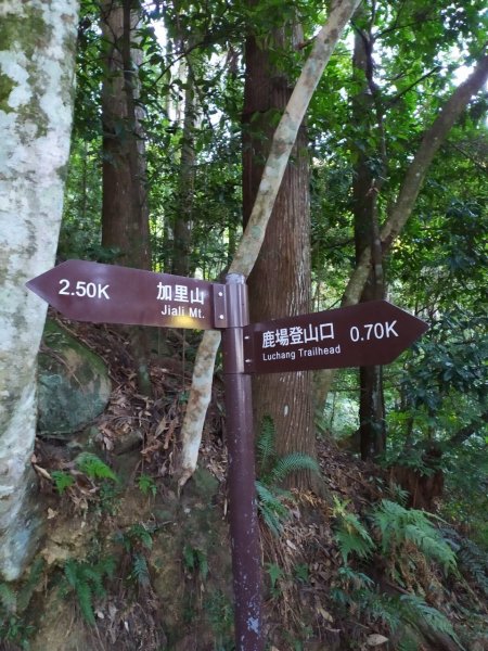 加里山步道+杜鵑嶺+舊運木鐵道(大坪支線1192115