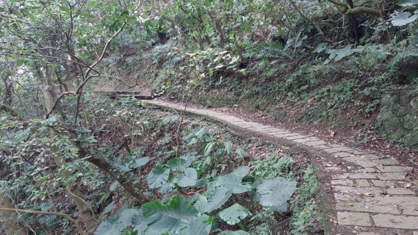 坪頂古圳山上走走1575048