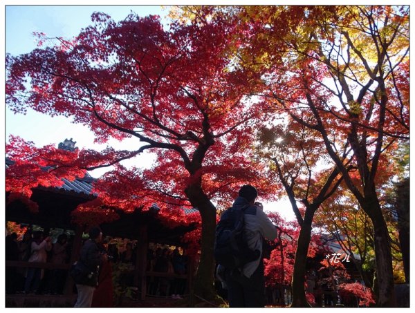 京都/東福寺的紅葉755252