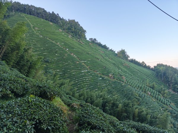 金柑樹、嶺頭山、忘憂森林2956101