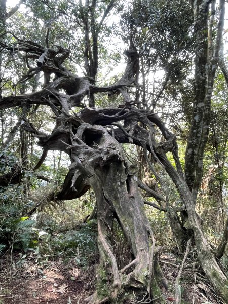 2020/03/12 那結山＆貴妃山 O形縱走1650329