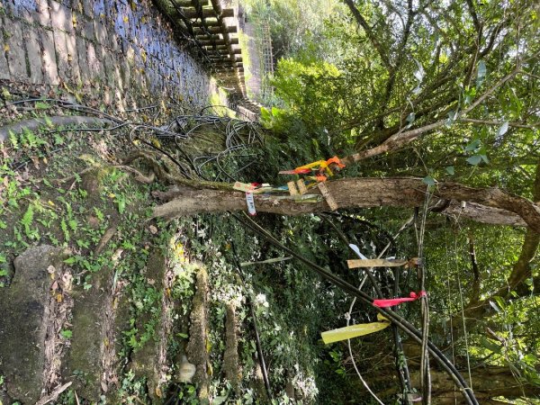 20230705_平溪薯榔尖、國旗嶺步道2762601