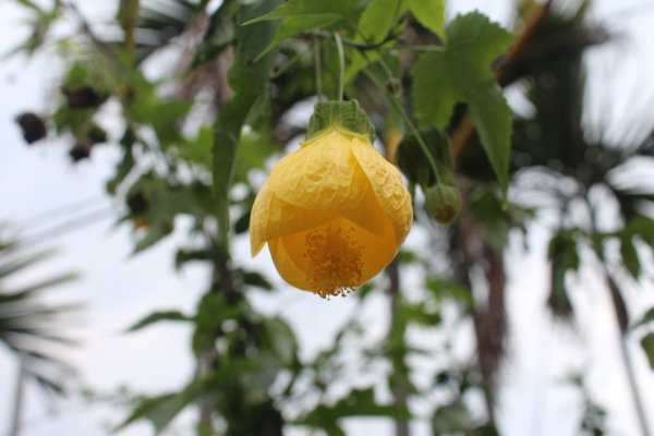 20210417雲林後棟仔山大尖二尖山1358936