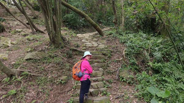 (姨婆趴趴走)第五十集:新北樹林大同山、青龍嶺、大棟山諸峰連走2751616