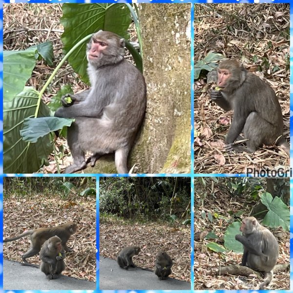 賞梅快閃-2天ko南投小百岳七座➕二條百大2979847