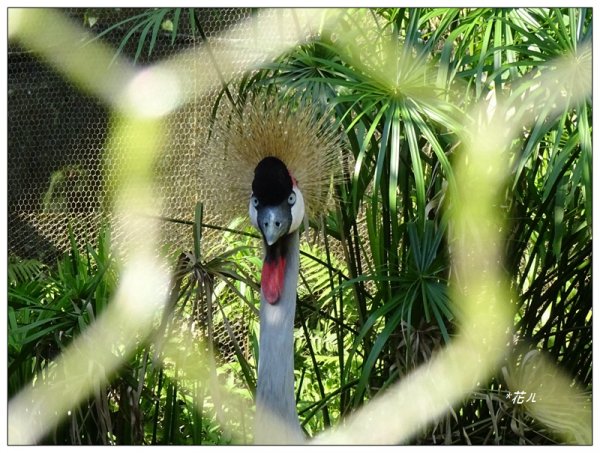 台北市動物園之旅1498042