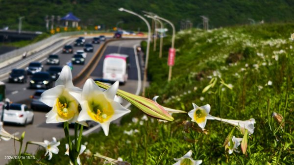 #金山清水溪  #石牆蝶 #國聖涼亭 #百合草原 #八里華富山路 #淡江大橋 5/163055959