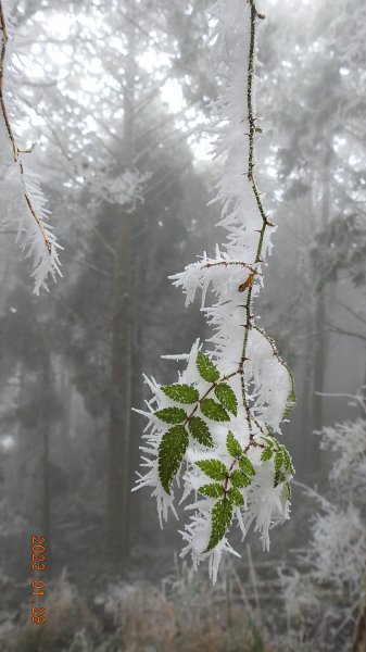 霧茫茫雪白冰封世界-太平山首度追霧淞成功202301282009465