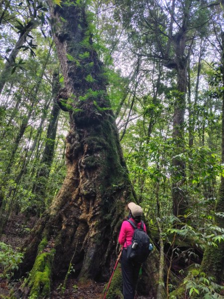 稍來小雪山國家步道、船型山、鞍馬山、鞍馬山東北峰、天池、雪山神木2799857