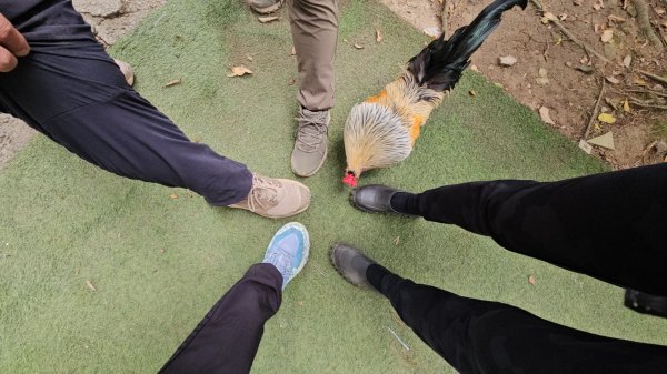 圓通寺烘爐地登山步道大O走3007054