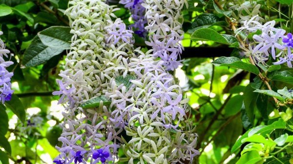 白石湖沒有百合花。晶片關稅2781559