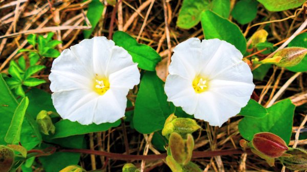 大崗山,盤龍峽谷2954510