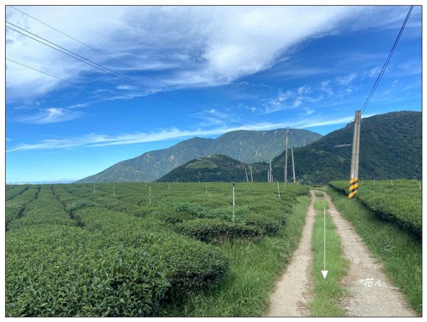 眉溪山茶園秘境2612520