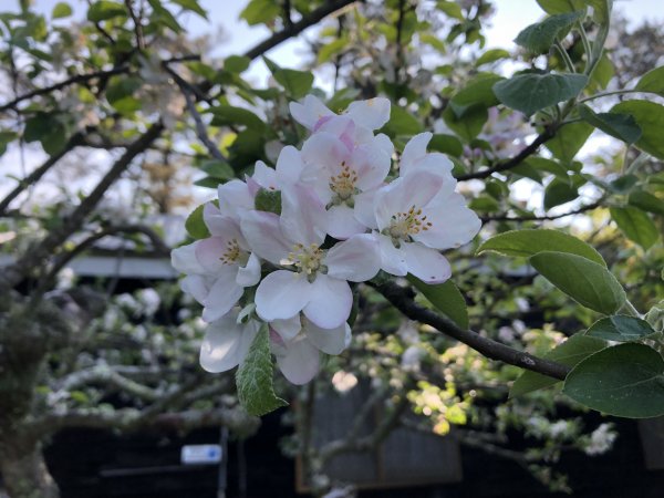 水鹿天堂-能高安東軍蹤走572889