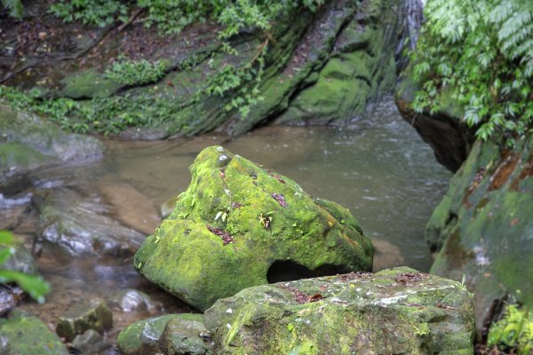 暖東峽谷/草嶺舊隧道2816501