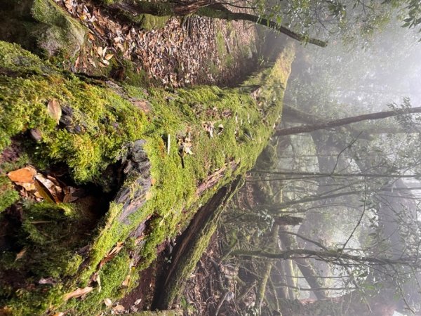 稍來山與藍腹鷴的邂逅2117913